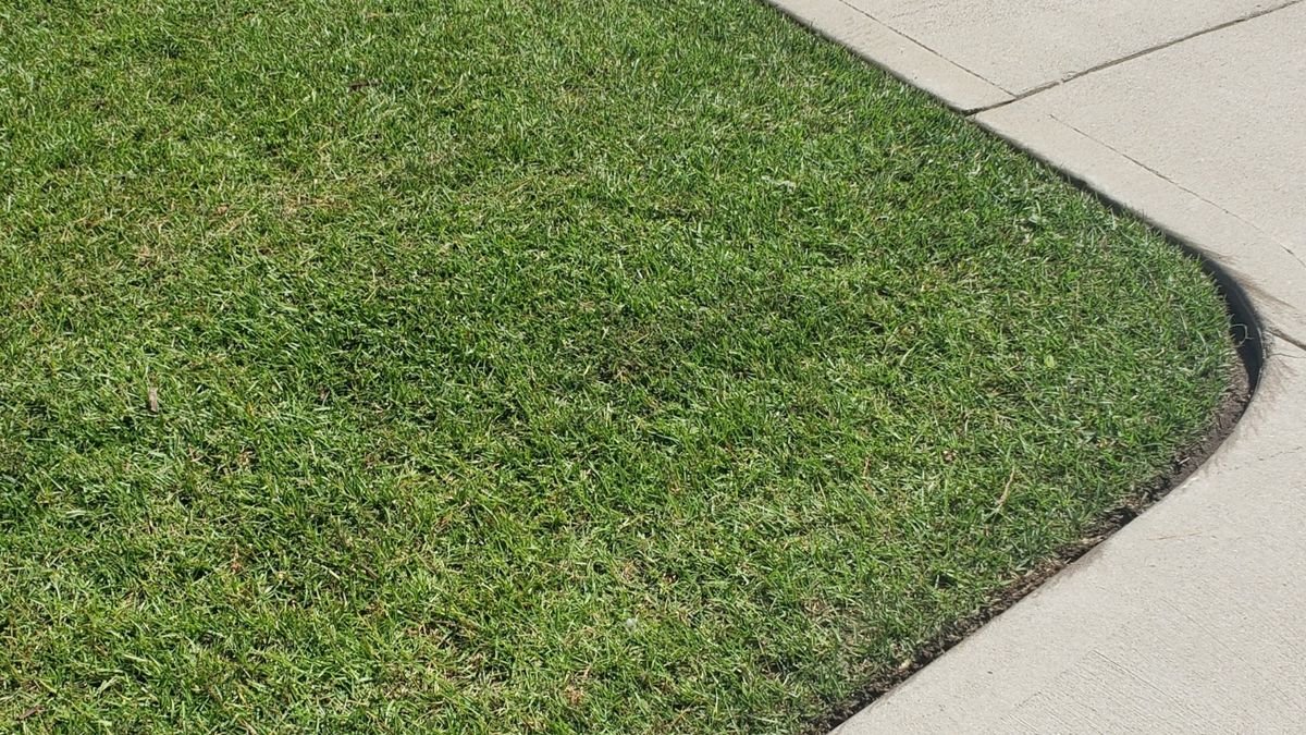 Freshly cut lawn with a clean curved edge along a sidewalk