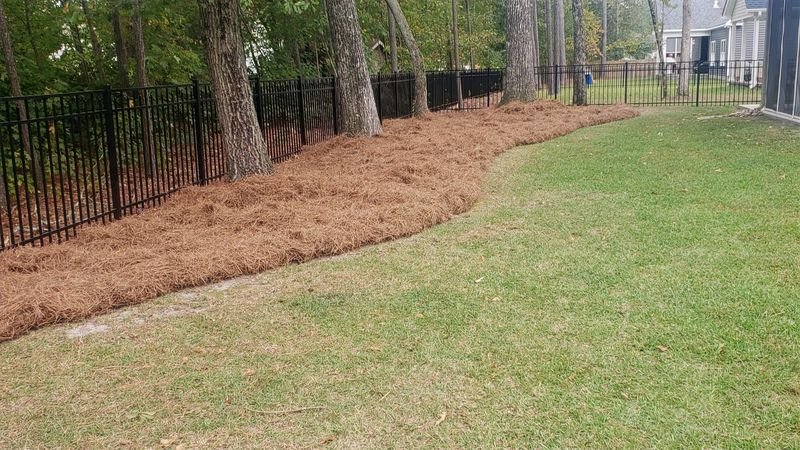 Fresh pine straw laid in a curving bed beside a black iron fence